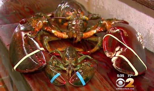 95살 먹은 랍스타 | 인스티즈