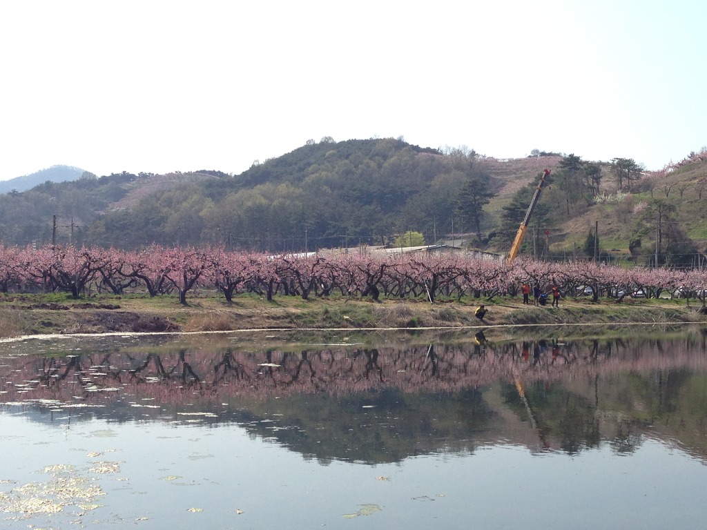 용강농원 이미지