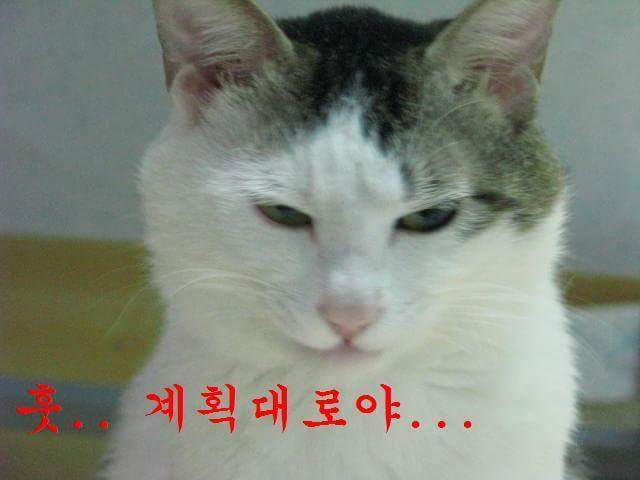 고양이 제목 학원 | 인스티즈