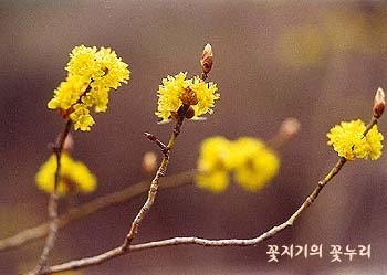 장수약초 이미지