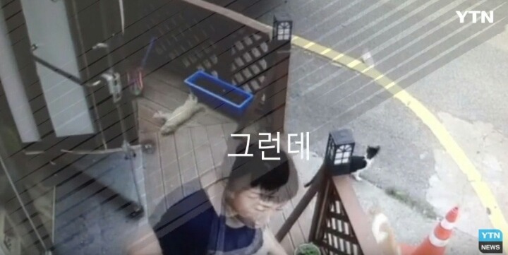 분노주의)웃는 얼굴로 새끼 고양이 내던지고 도망간 미친넘 | 인스티즈