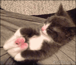 고양이 짤 | 인스티즈