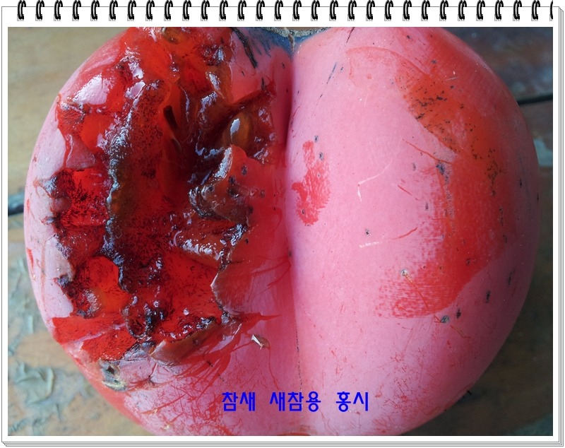 참새와새참 이미지