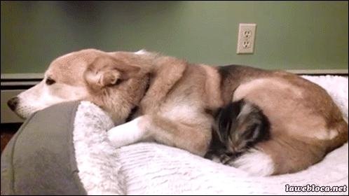 고양이+호구모드견은 진리. gif | 인스티즈