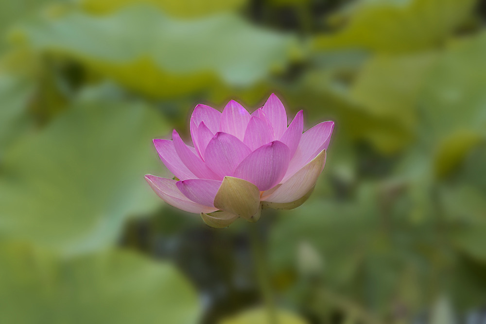 배창 이미지