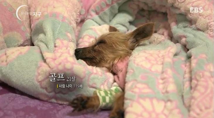  당신은 반려동물과 이별할 준비가 되었나요? | 인스티즈