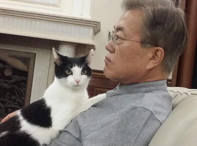 5/27 고양이 찡찡이와 문재인 대통령.jpg | 인스티즈