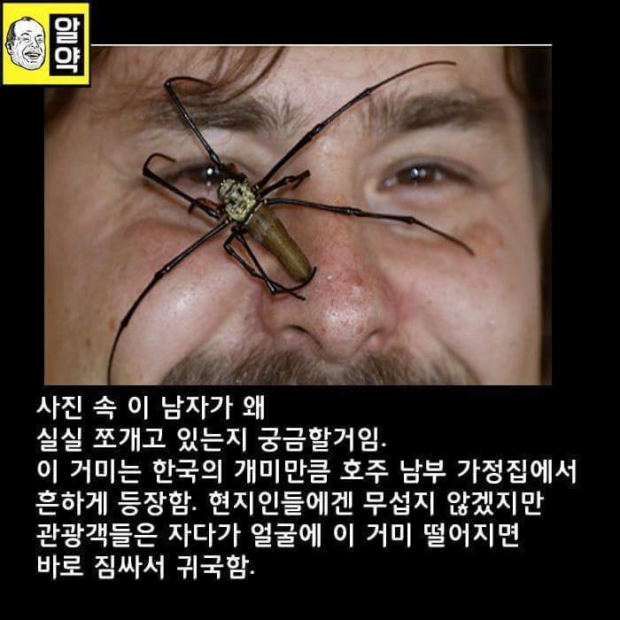 혐오주의) 호주의 위엄 | 인스티즈
