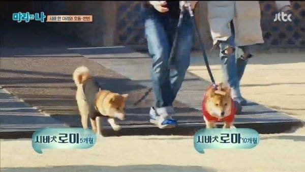 개이름 | 인스티즈