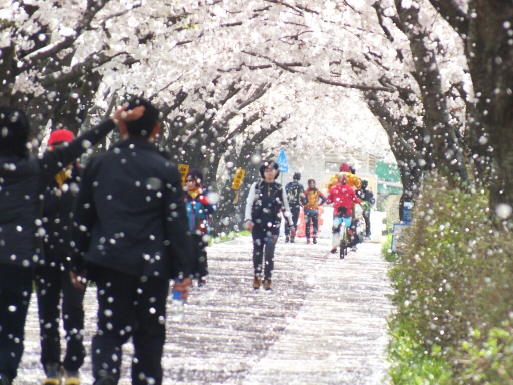 꽃비 이미지