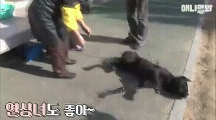 여자보면 쓰러지는 개 이야기 | 인스티즈