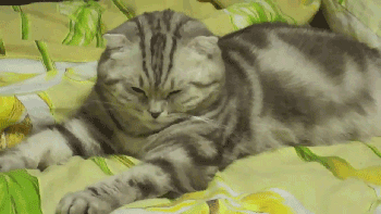 기절하듯 잠드는 고양이 .gif | 인스티즈