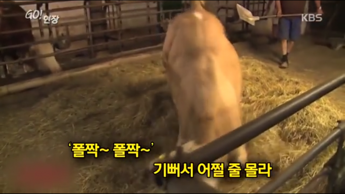 고마움을 표현하는 소.jpg | 인스티즈