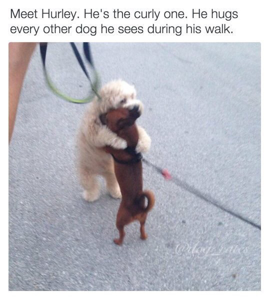 산책하며 만나는 강아지들을 모두 안아주는 강아지 | 인스티즈