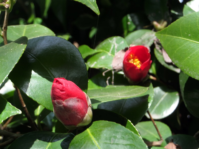 2460B53A5528926C14C3CE