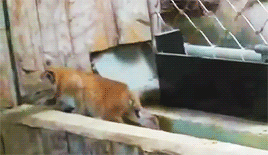 가출한 냥.gif | 인스티즈