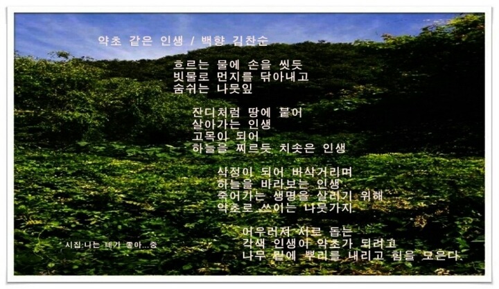 백향 이미지