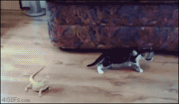 마법도마뱀 gif | 인스티즈