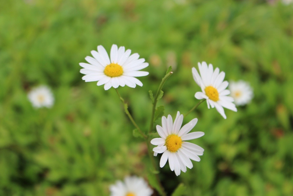 251620425263C3F82CC562