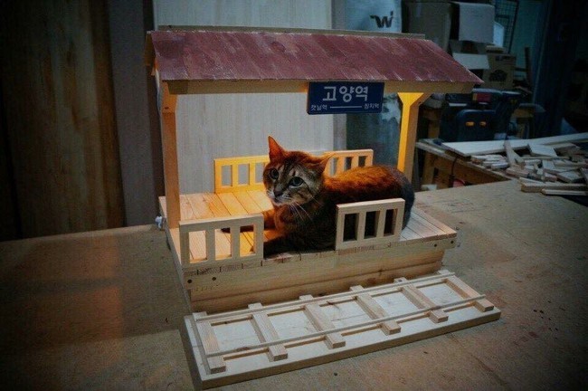 냥냥이 세상 | 인스티즈