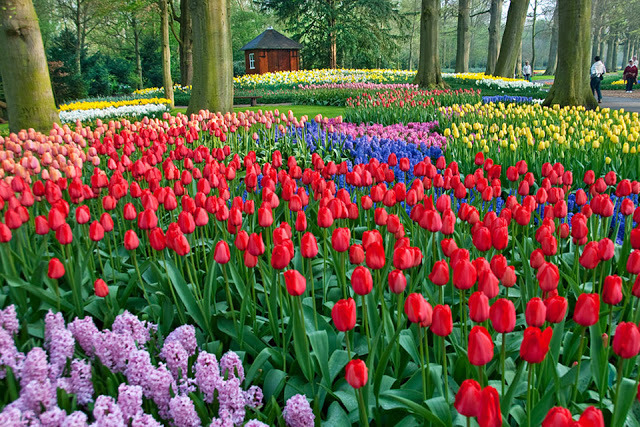 세계에서 제일 아름다운 꽃밭들 | 인스티즈