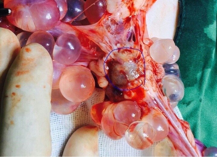 초초초시룸 장기사진 있음) 발정유도제에 불법 제왕절개된 고양이의 장기 | 인스티즈