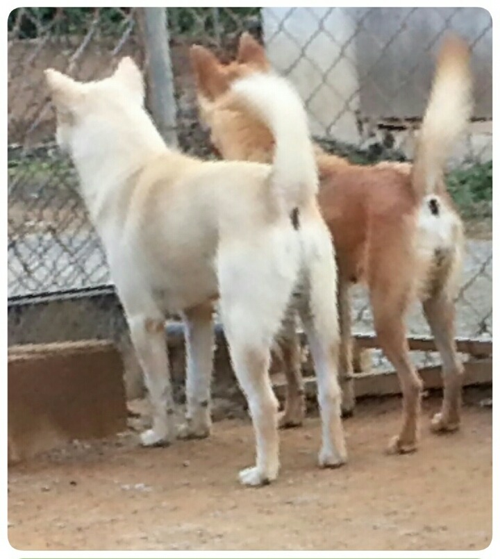 복실이 이미지