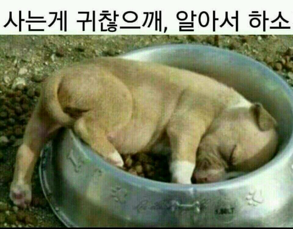 아라선 이미지