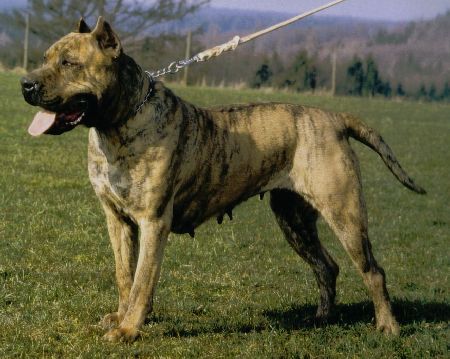 도고(DOGO) 이미지