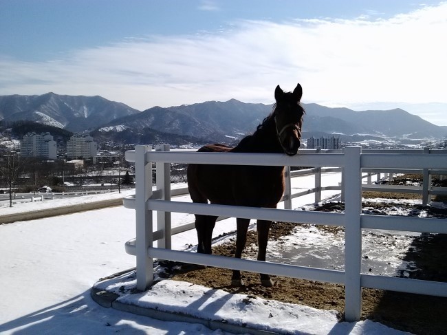전북 장수군 어느 목장위에 서있는 거대한 트로이 목마의 위엄 | 인스티즈