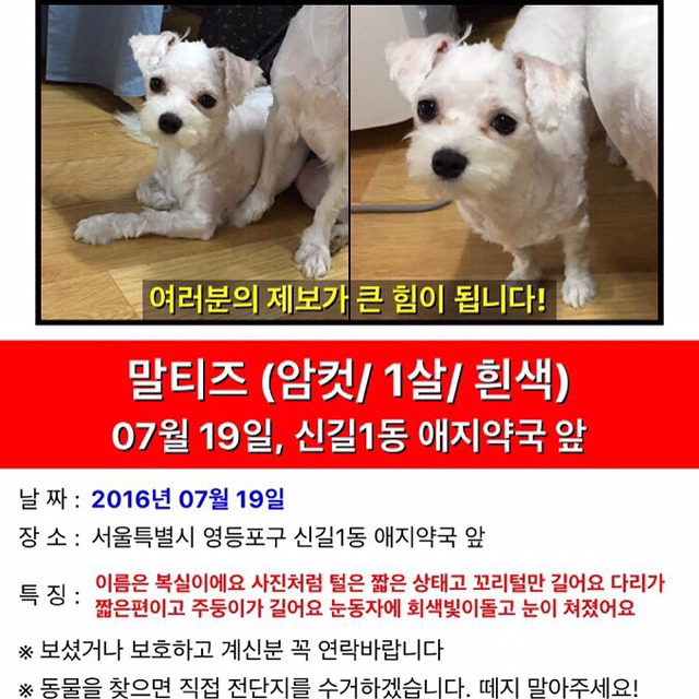 복실이 이미지