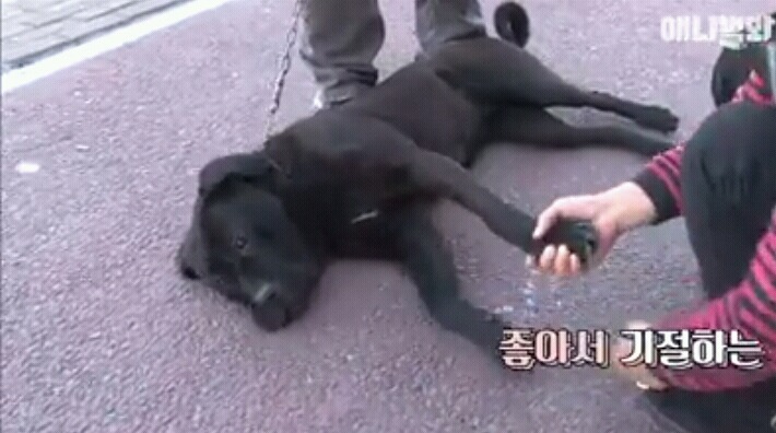 여자보면 쓰러지는 개 이야기 | 인스티즈