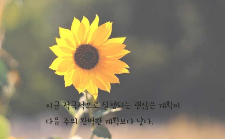 카피아 이미지