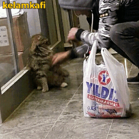 아침부터 냥이.gif | 인스티즈