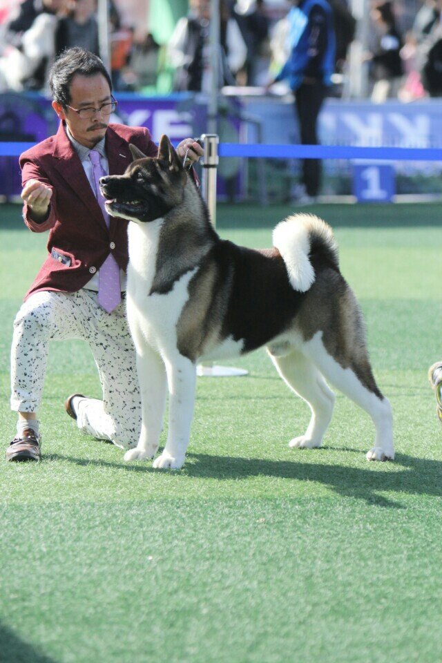 코맷 이미지