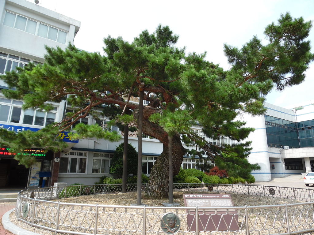 장수고원흑돼지 이미지