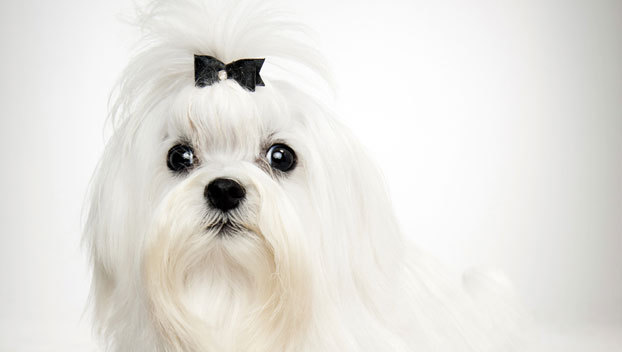 견종 이야기 - 말티즈 | 인스티즈