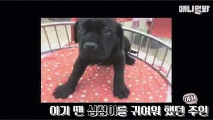 여자보면 쓰러지는 개 이야기 | 인스티즈