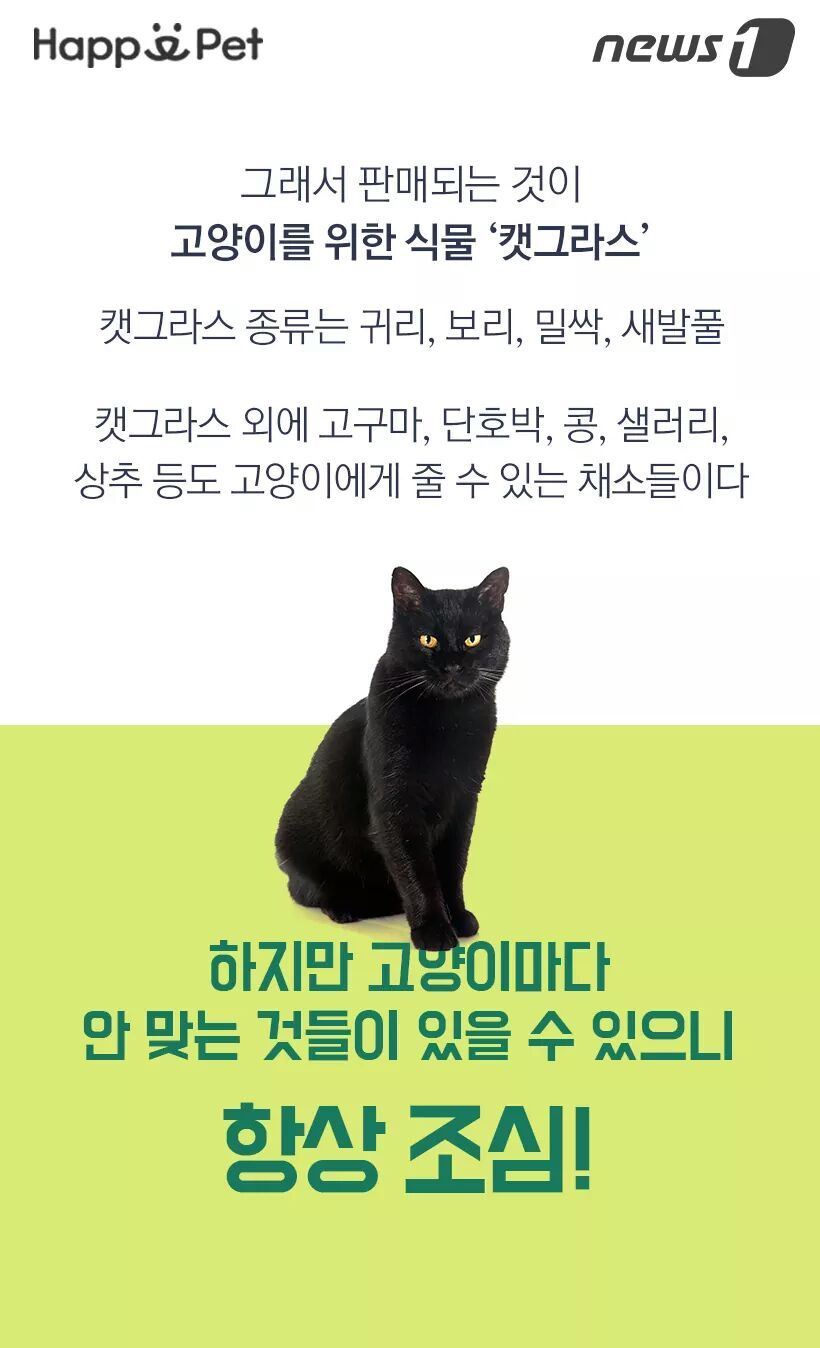 고양이가 풀을 먹는 이유 | 인스티즈