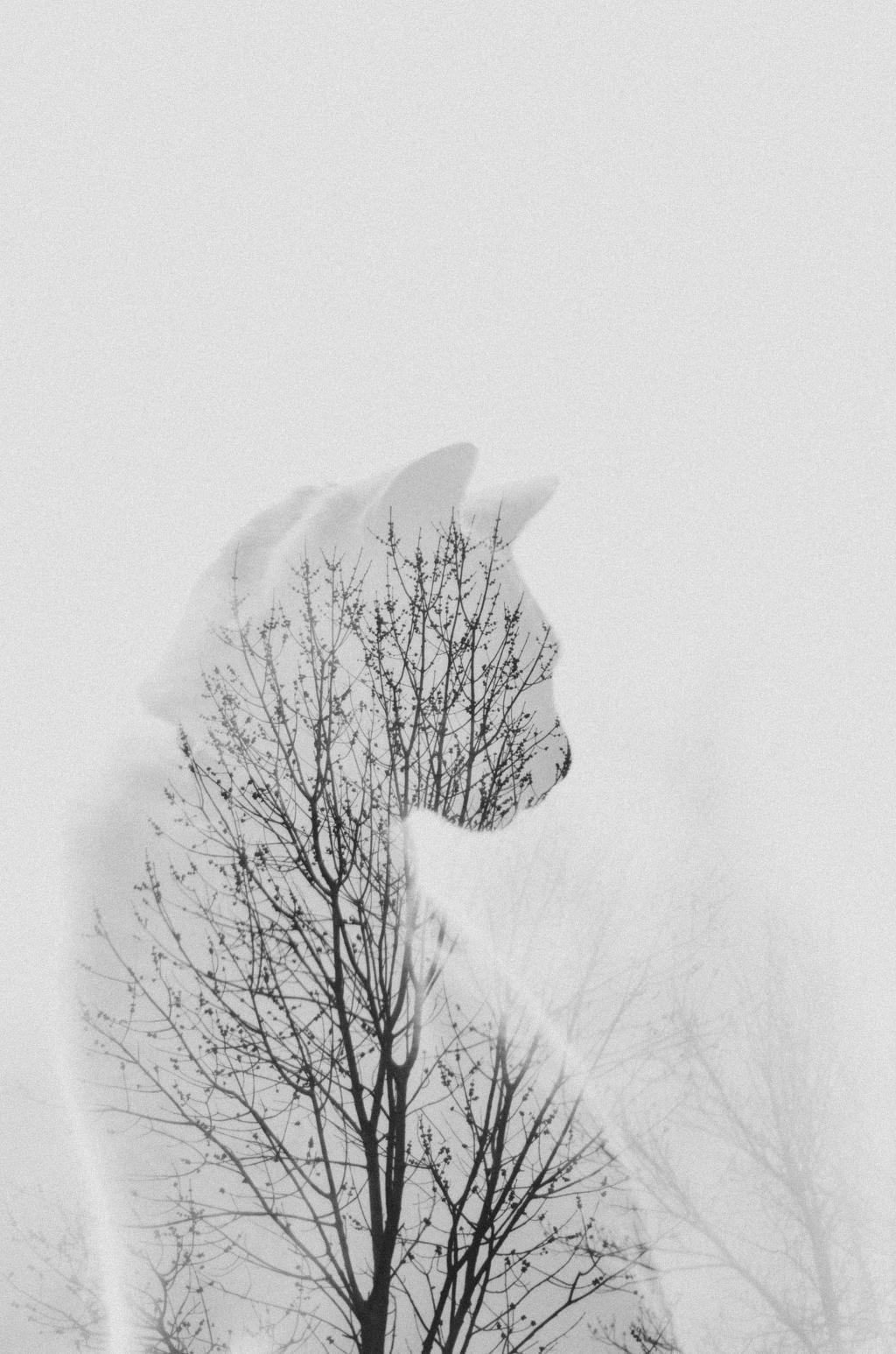 이중노출기법(Double Exposure)으로 촬영한 사진들.jpg | 인스티즈