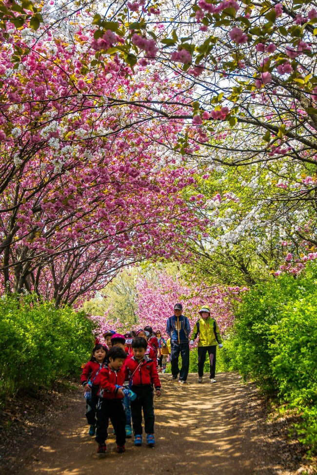 전주 완산공원 꽃동산 - 관광객보다 전주 시민들이 더 많이 가는 곳 | 인스티즈