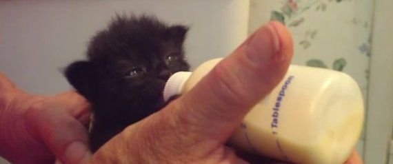밥먹는 고양이.jpg | 인스티즈