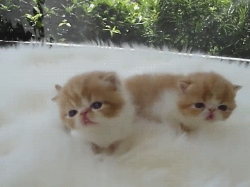 새끼 고양이들 .gif | 인스티즈