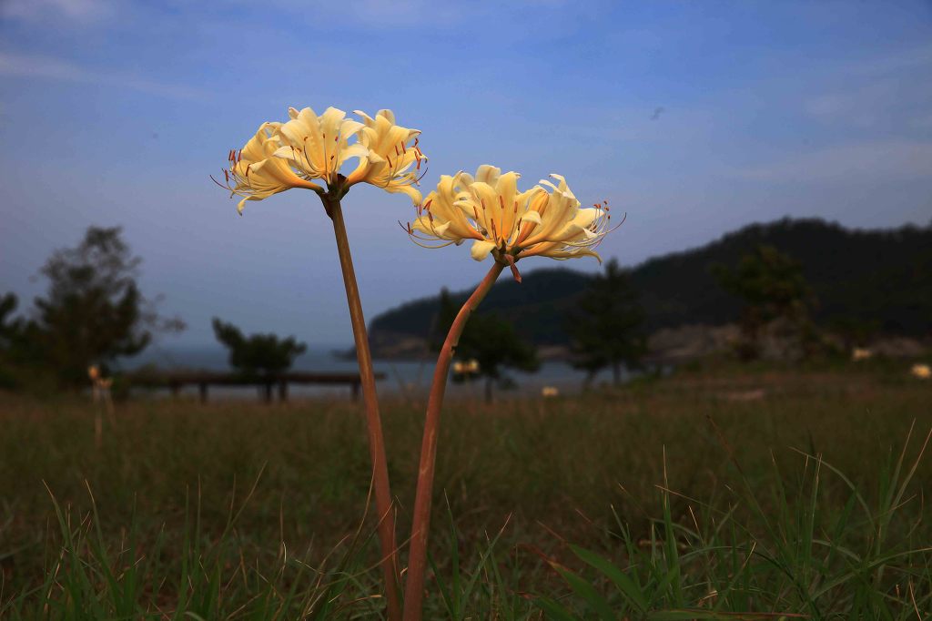 상사화 이미지