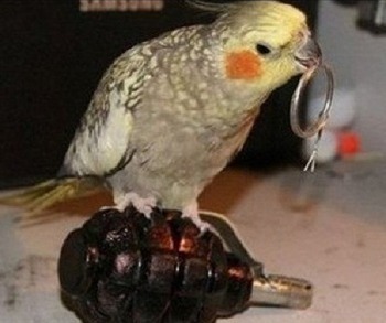 원피스 역대 최고의 명장면들.... | 인스티즈