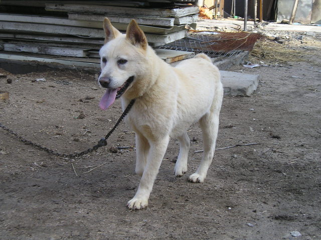 재수없게생겼다고 일본이 대량 학살한 우리나라 토종개 동경이(댕견) | 인스티즈