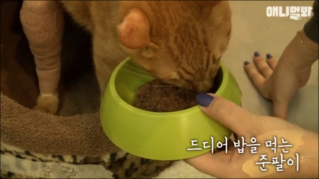 거식증 걸린 고양이 준팔이 그후 | 인스티즈