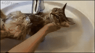 모든 집사가 꿈꾸는 물 안싫어하시는 주인님.gif | 인스티즈