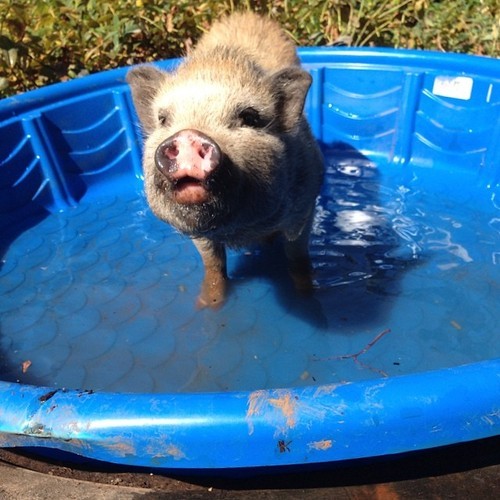 [돼지] 돼지인듯 돼지아닌 돼지같은 돼지 | 인스티즈