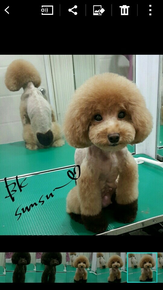 중앙애견미용학원 이미지